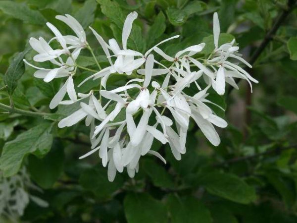 Chionanthus-retusus-01